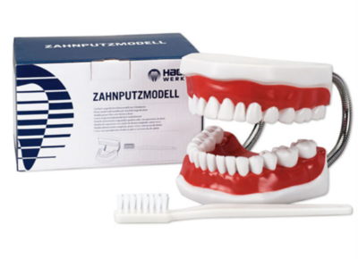 Model ščetkanje zob